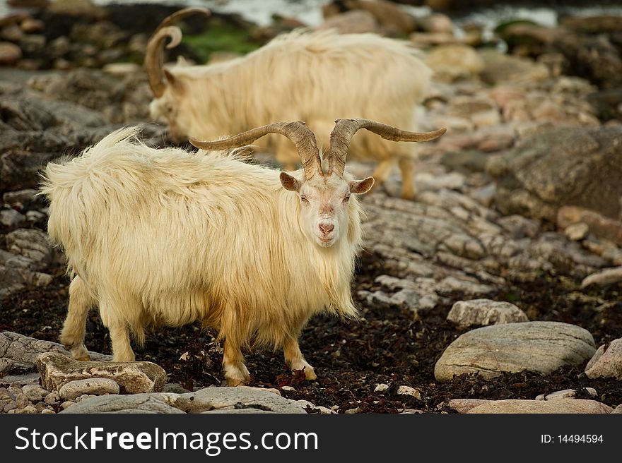 Wild Goats on beach with copy space.