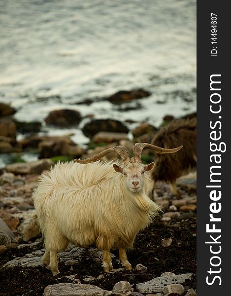 Wild Goats on beach with copy space.