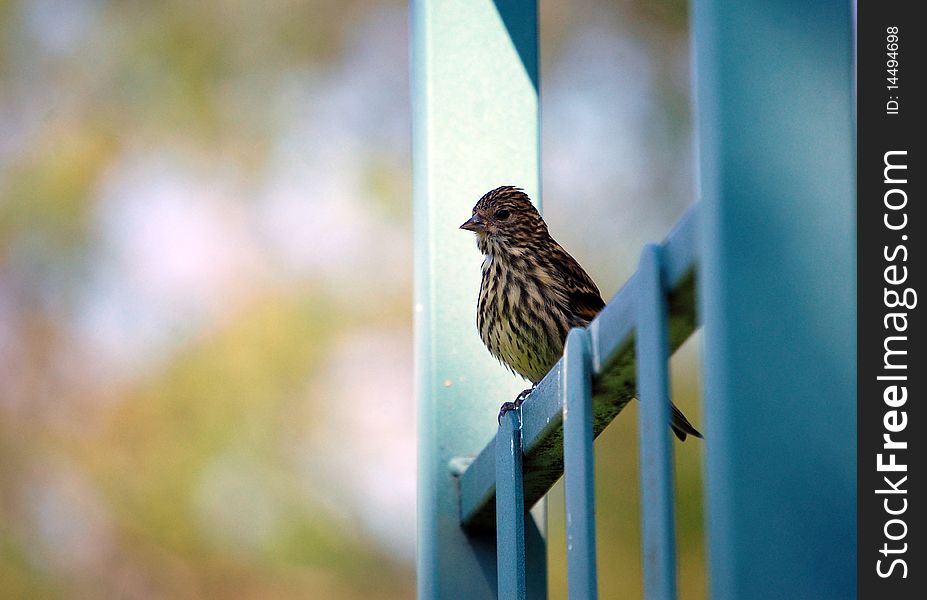 Red-Winged Blackbird