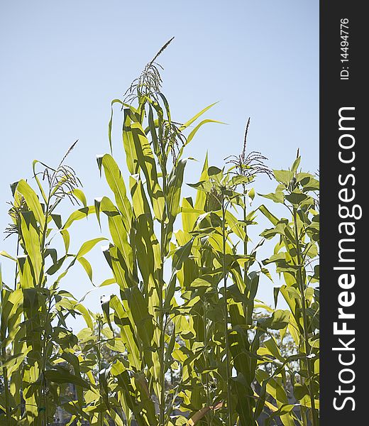 Crop of tall maize plants against clear blue sky, backlit by sun. Shot from below to emphasize height. Crop of tall maize plants against clear blue sky, backlit by sun. Shot from below to emphasize height.