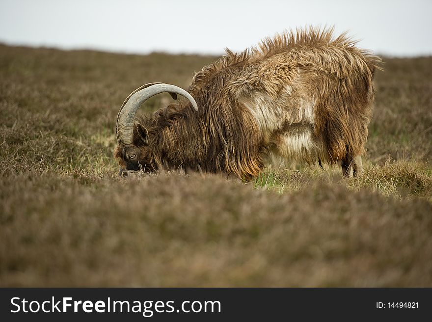 WIld Goats in the heather with copy space.