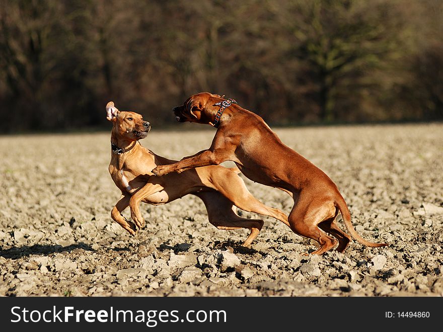 Two young dogs playing and fighting together on a field. Two young dogs playing and fighting together on a field