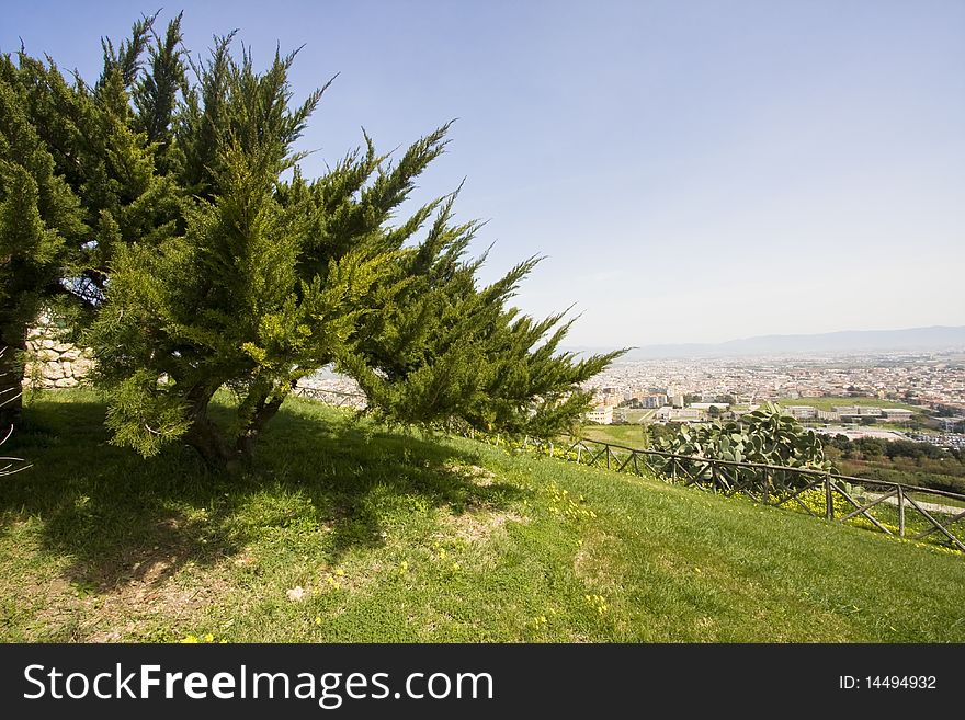 Juniper tree in urban park with city view