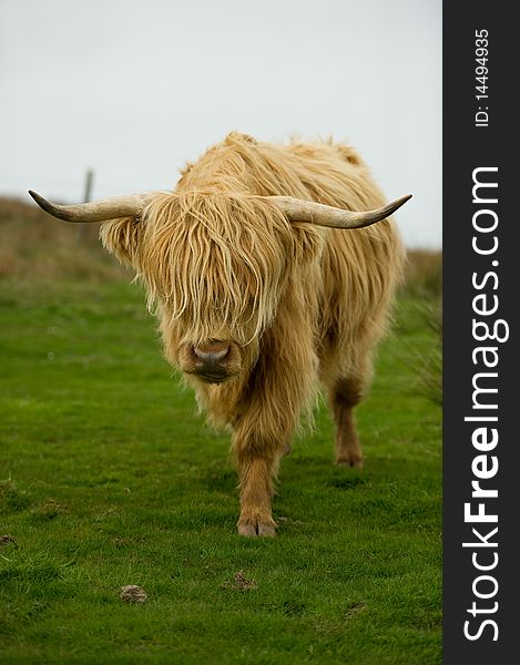 Highland cow in field with copy space,