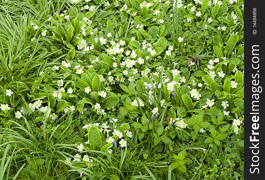 Wild White Primroses In Spring