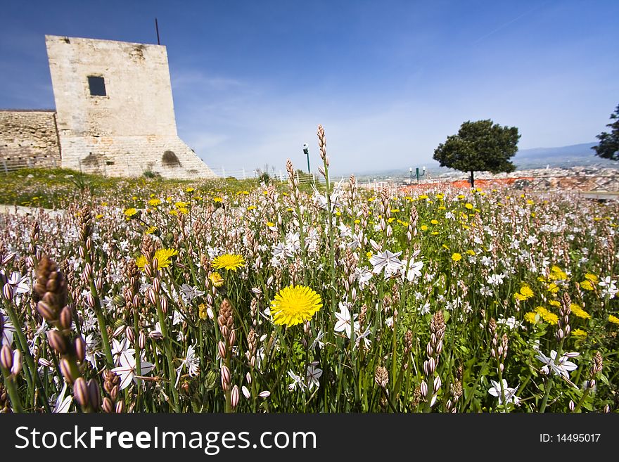 Spring flowers in the garden of a medieval castle. Spring flowers in the garden of a medieval castle