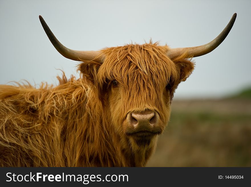 Highland cow in field with copy space,