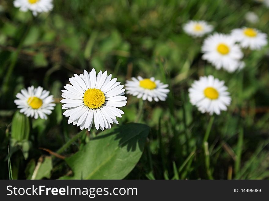 Wonderful daisy with green background