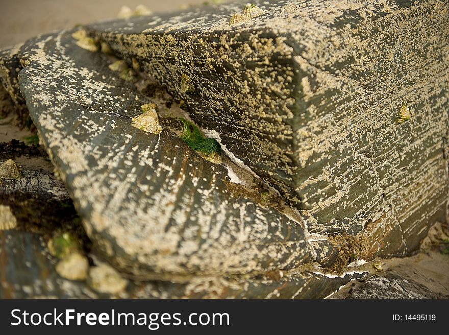 Rock on the beach with shells in selective focus. Rock on the beach with shells in selective focus