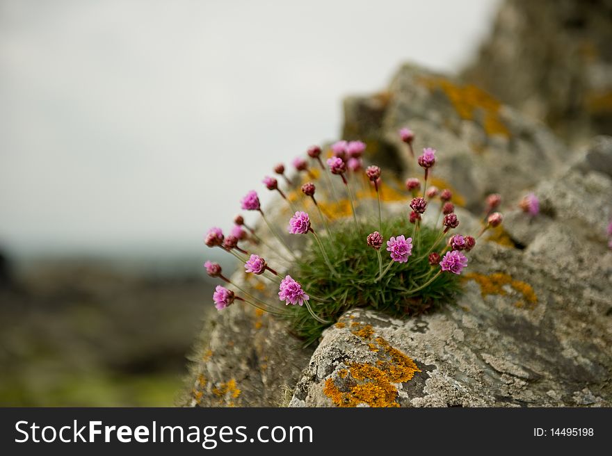 Sea pinks on rock with copy space,