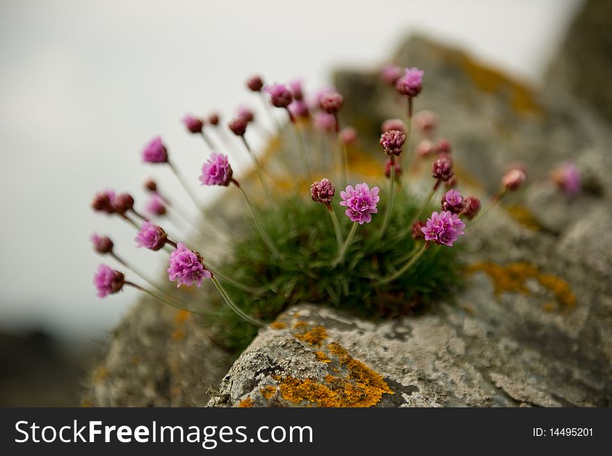Sea pinks on rock with copy space,