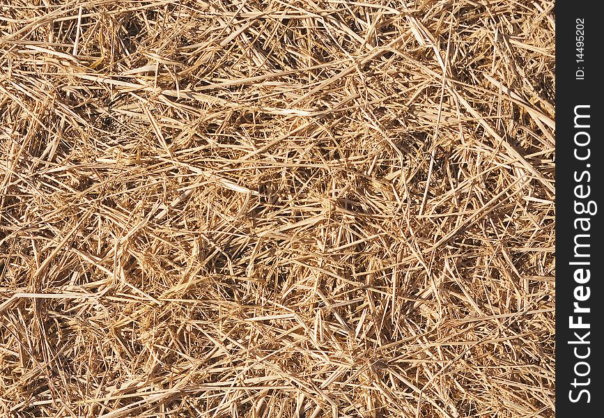 Straw mulch used to inhibit growth of weeds in flowerbeds or as animal bedding on farms. Straw mulch used to inhibit growth of weeds in flowerbeds or as animal bedding on farms