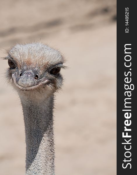 Head of grey African ostrich