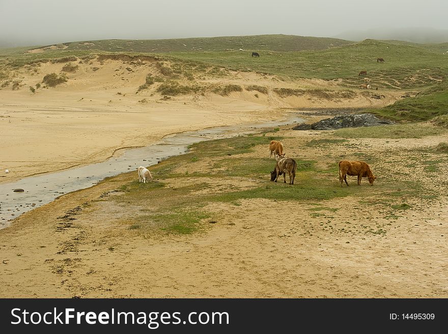 Cows On Beach