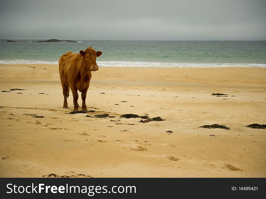 Cow on beach