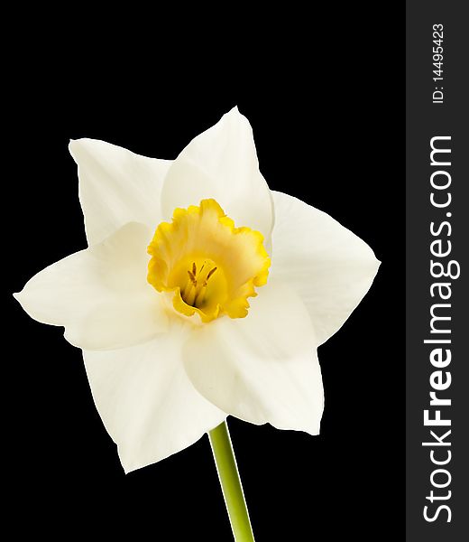 Perfect yellow and white daffodil flower isolated on black for easy removal. Perfect yellow and white daffodil flower isolated on black for easy removal