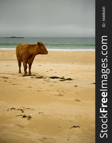 Cow on beach with copy space.