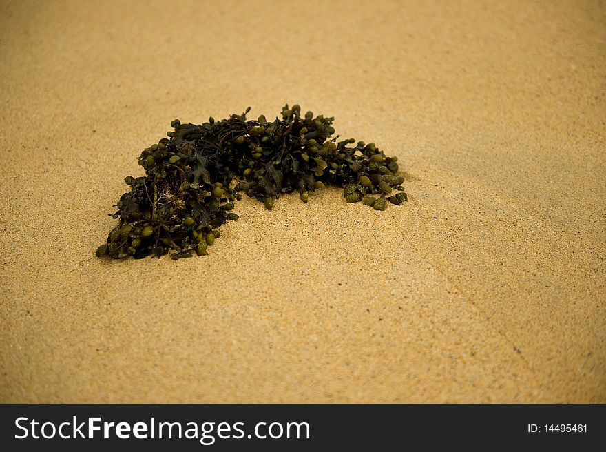 Sea weed on sand with copy space.