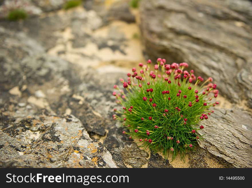 Sea pinks on rock with copy space,