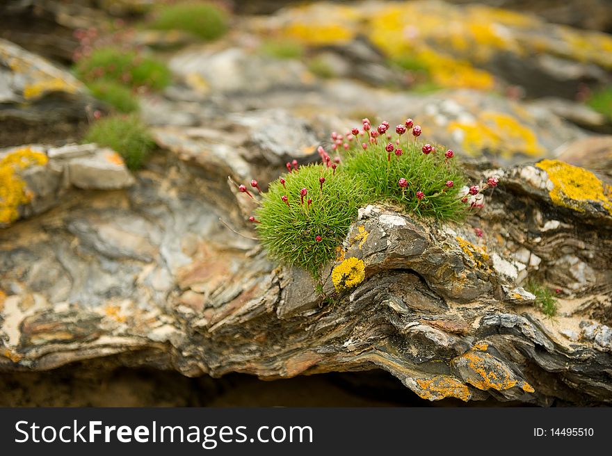 Sea Pinks