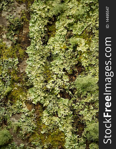 Tree trunk coverd in litchen and moss good as background