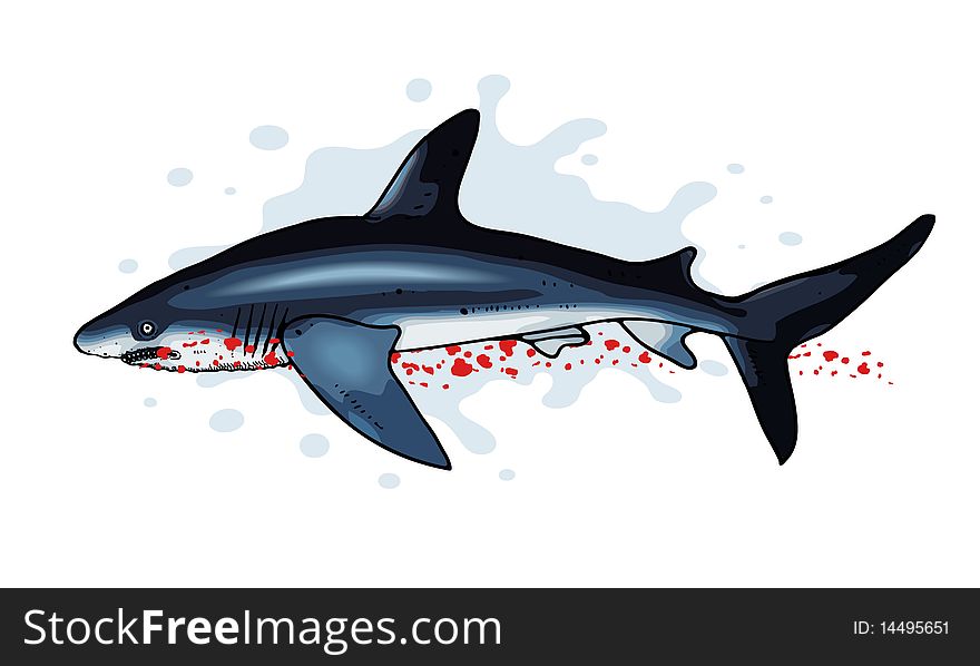 Vector illustration of very dangerous shark.