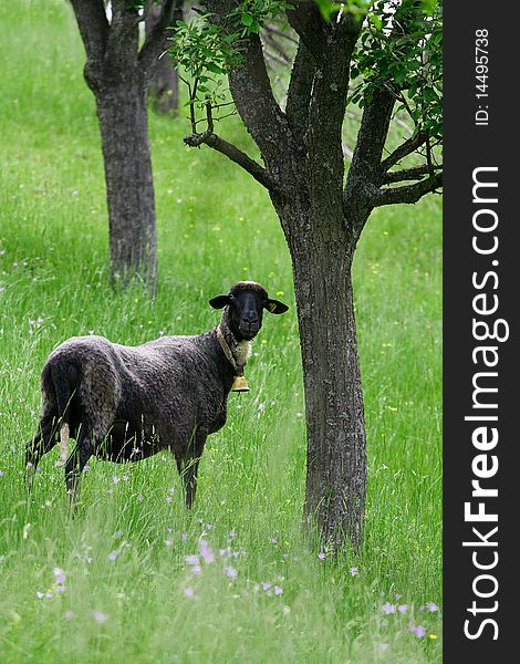Sheep with deep green grass as a background