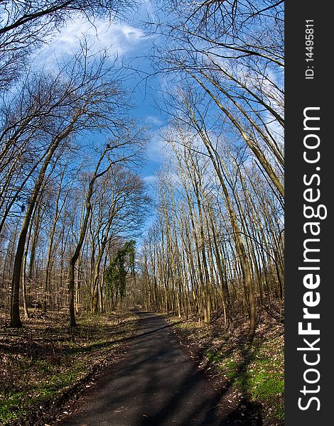 Path thru wood and crowns in spring without leaves on deep blue sky. Path thru wood and crowns in spring without leaves on deep blue sky