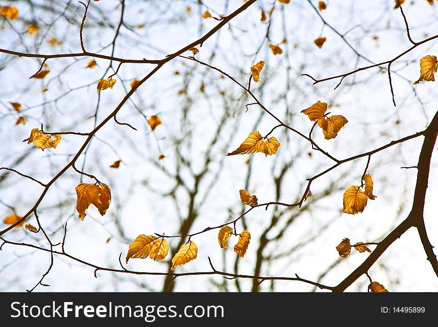 Spring tree crowns with old leaves on deep blue sky