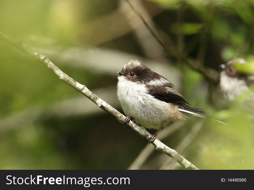 View of a longtail tit on a twig in profile view. View of a longtail tit on a twig in profile view.