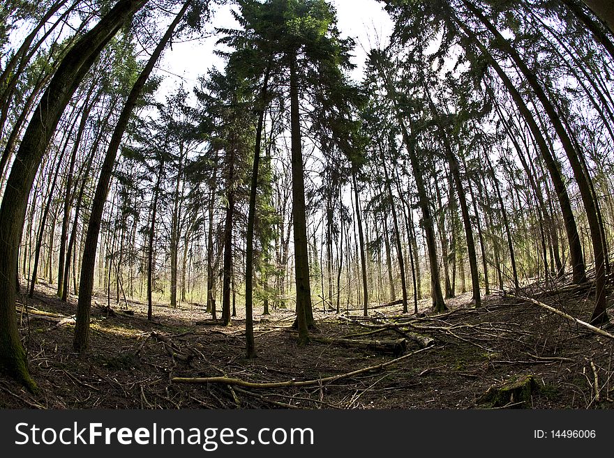 Spring tree crowns with old leaves on deep blue sky. Spring tree crowns with old leaves on deep blue sky