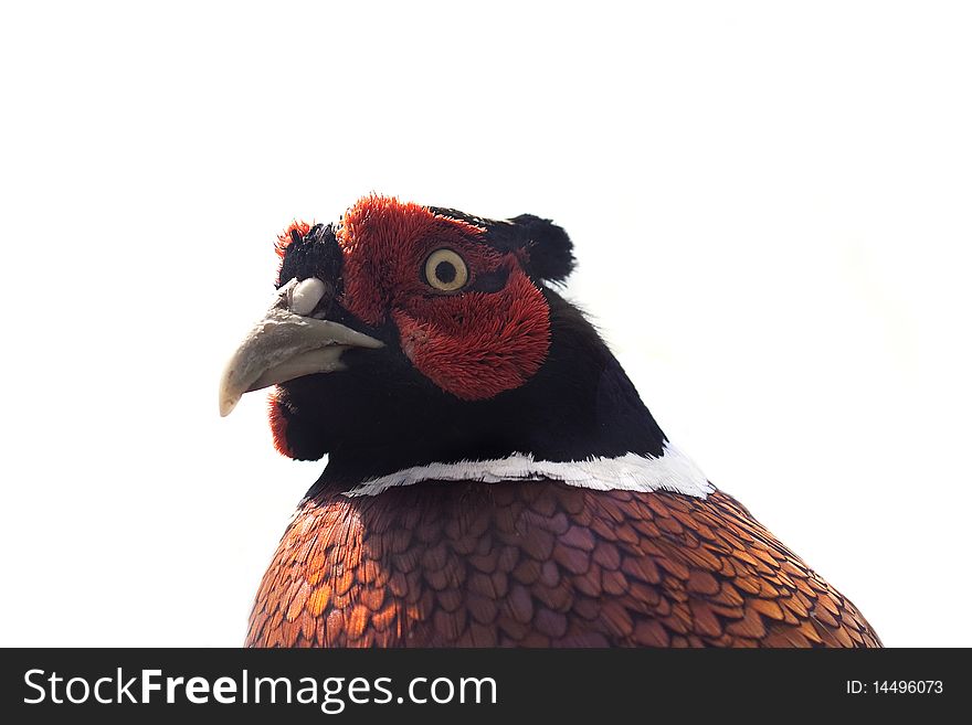 Pheasant Isolated On White