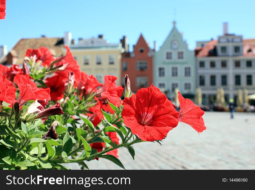 Colorful houses of tallinn in estonia on its main square and red flowers
