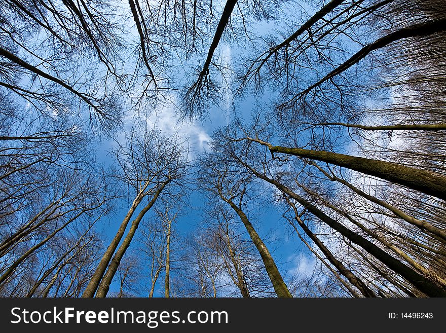 Tree crowns in spring without leaves on deep blue sky. Tree crowns in spring without leaves on deep blue sky