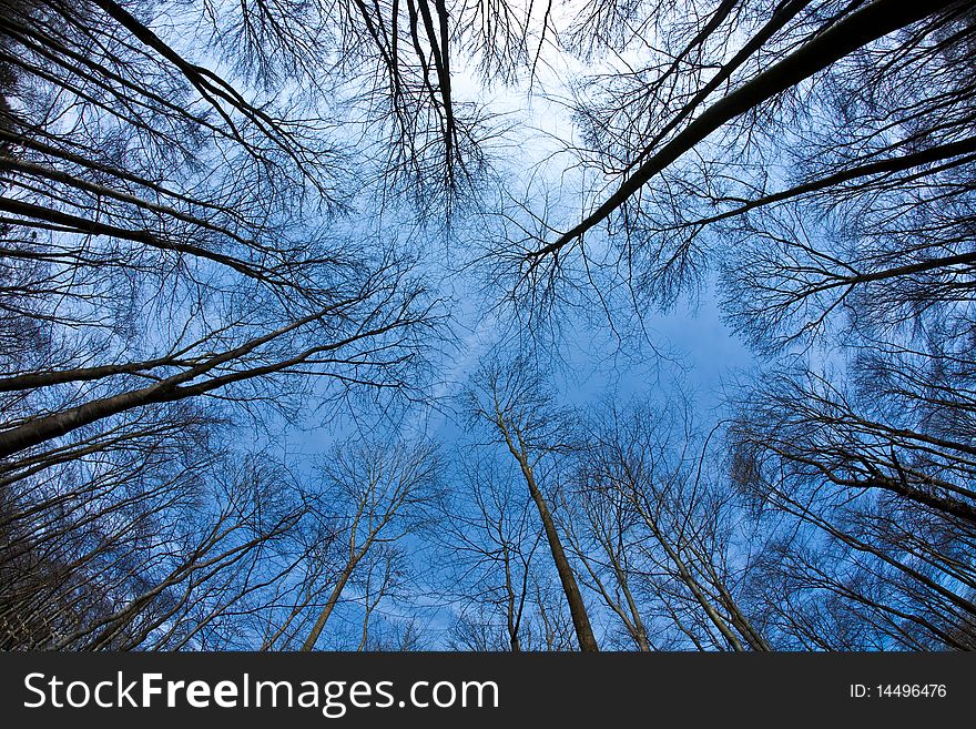 Spring tree crowns on deep blue sky in forest