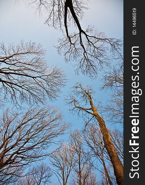 Crown of trees with clear blue sky and harmonic branch structure