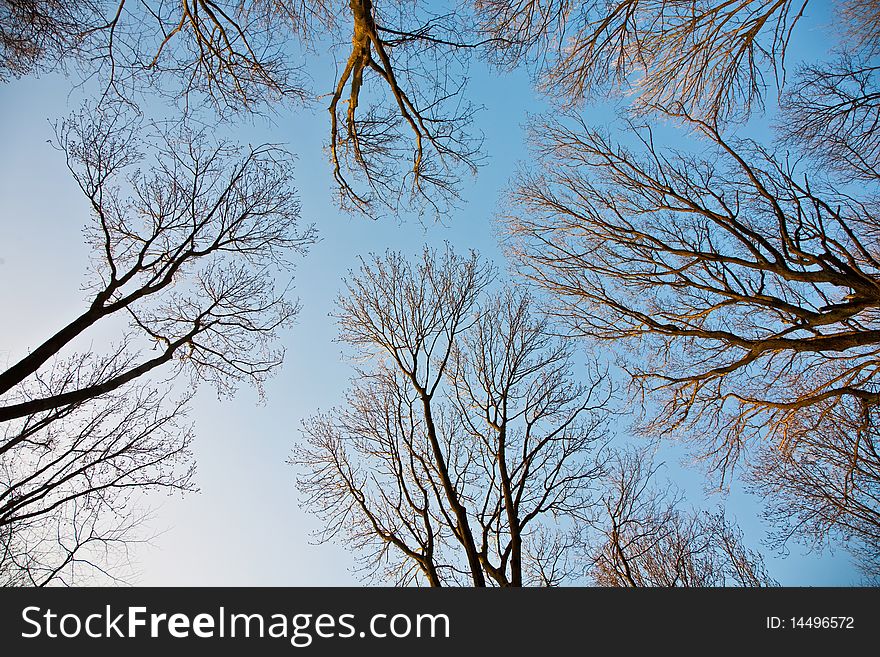 Crown of trees with clear blue sky and harmonic branch structure. Crown of trees with clear blue sky and harmonic branch structure