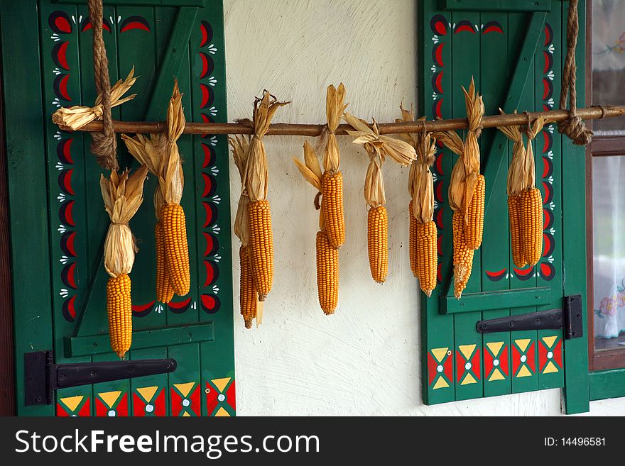 Hanging corncobs at the wood house