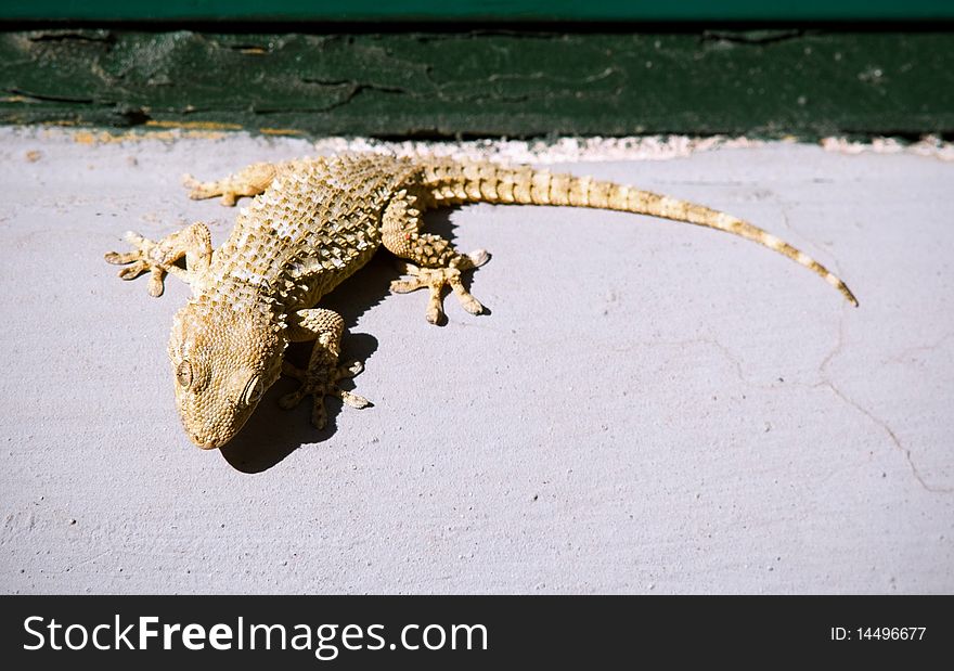 A speciemen of Tarentola mauritanica crawling on a wall