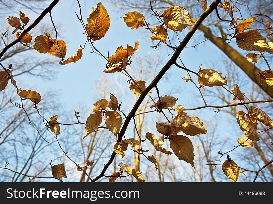 Golden leaves at the tree