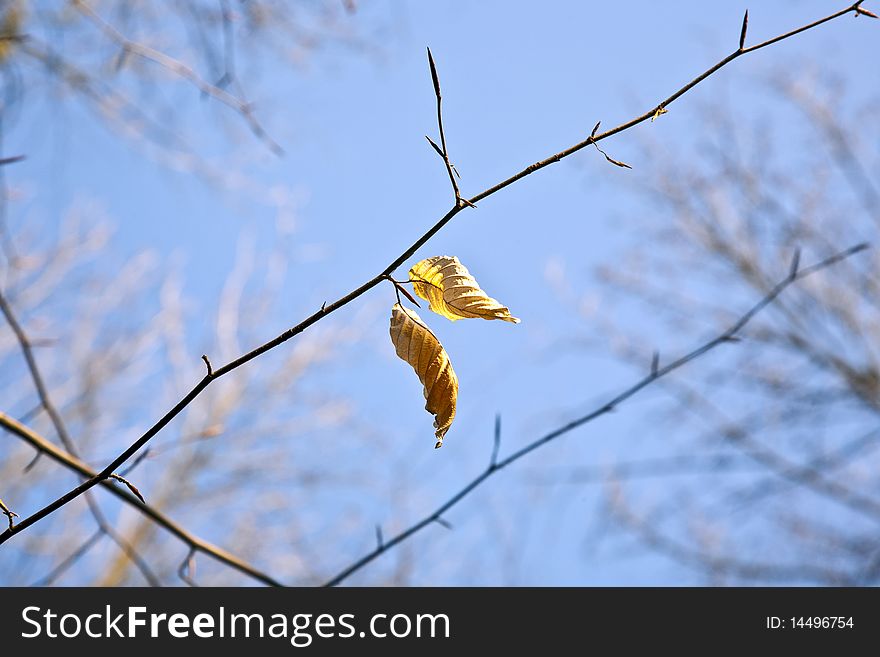 Golden Leaves At The Tree