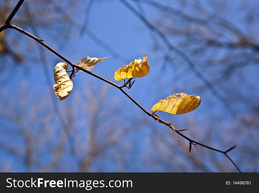 Golden leaves at the tree in beautiful light with sky