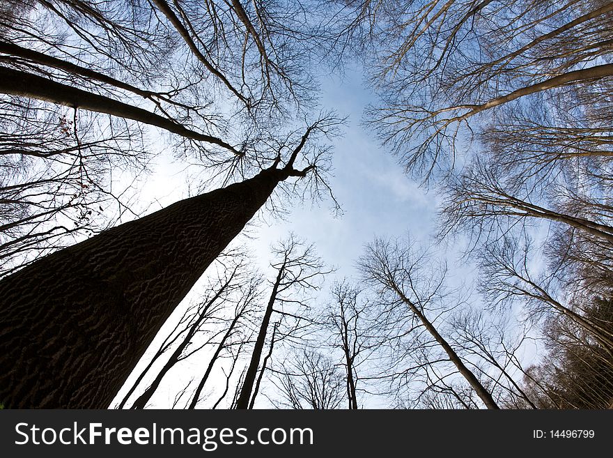 Spring tree crowns on deep blue sky