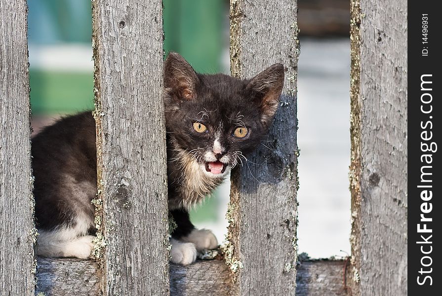 Homeless brown kitten sitting on the fence. Homeless brown kitten sitting on the fence