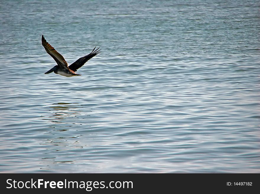 Pelican In Flight Afternoon Ocean Sanibel Florida