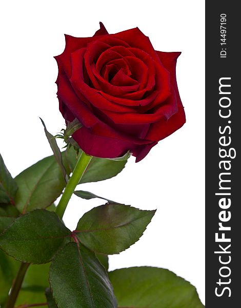 A single rose on white background