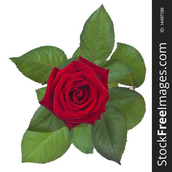 Isolated Red Rose