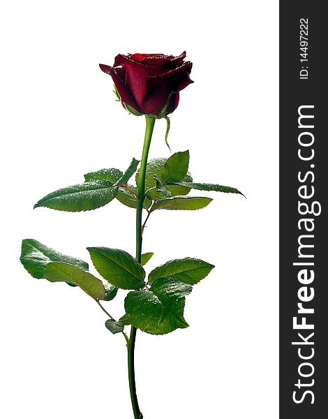 A single rose on white background. A single rose on white background