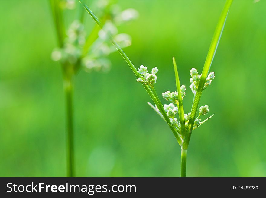 Blossoming grass