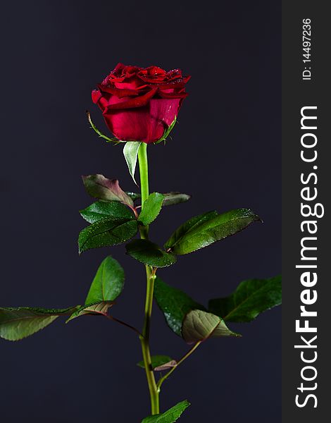 A single rose on dark background. A single rose on dark background